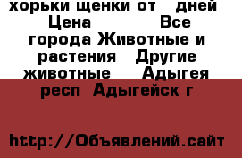 хорьки щенки от 35дней › Цена ­ 4 000 - Все города Животные и растения » Другие животные   . Адыгея респ.,Адыгейск г.